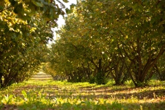 Azienda Agricola Biologica Il Ciabot