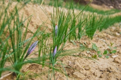 Azienda Agricola Biologica Il Ciabot