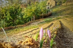 Azienda Agricola Biologica Il Ciabot