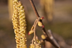 Azienda Agricola Biologica Il Ciabot