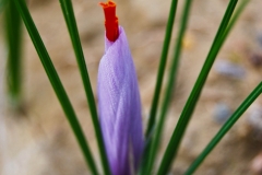 Azienda Agricola Biologica Il Ciabot