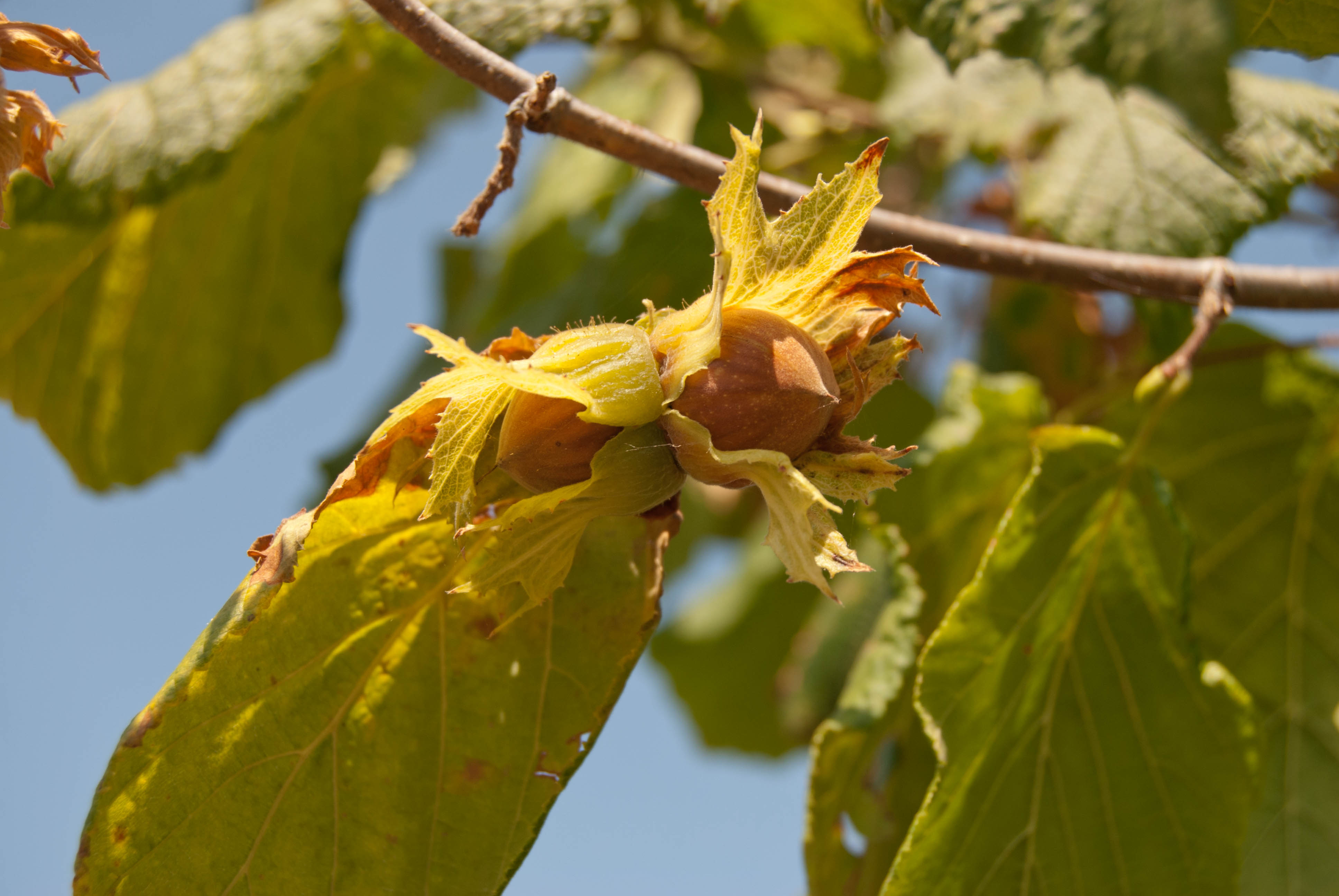 Nocciola Tonda Gentile Piemontese