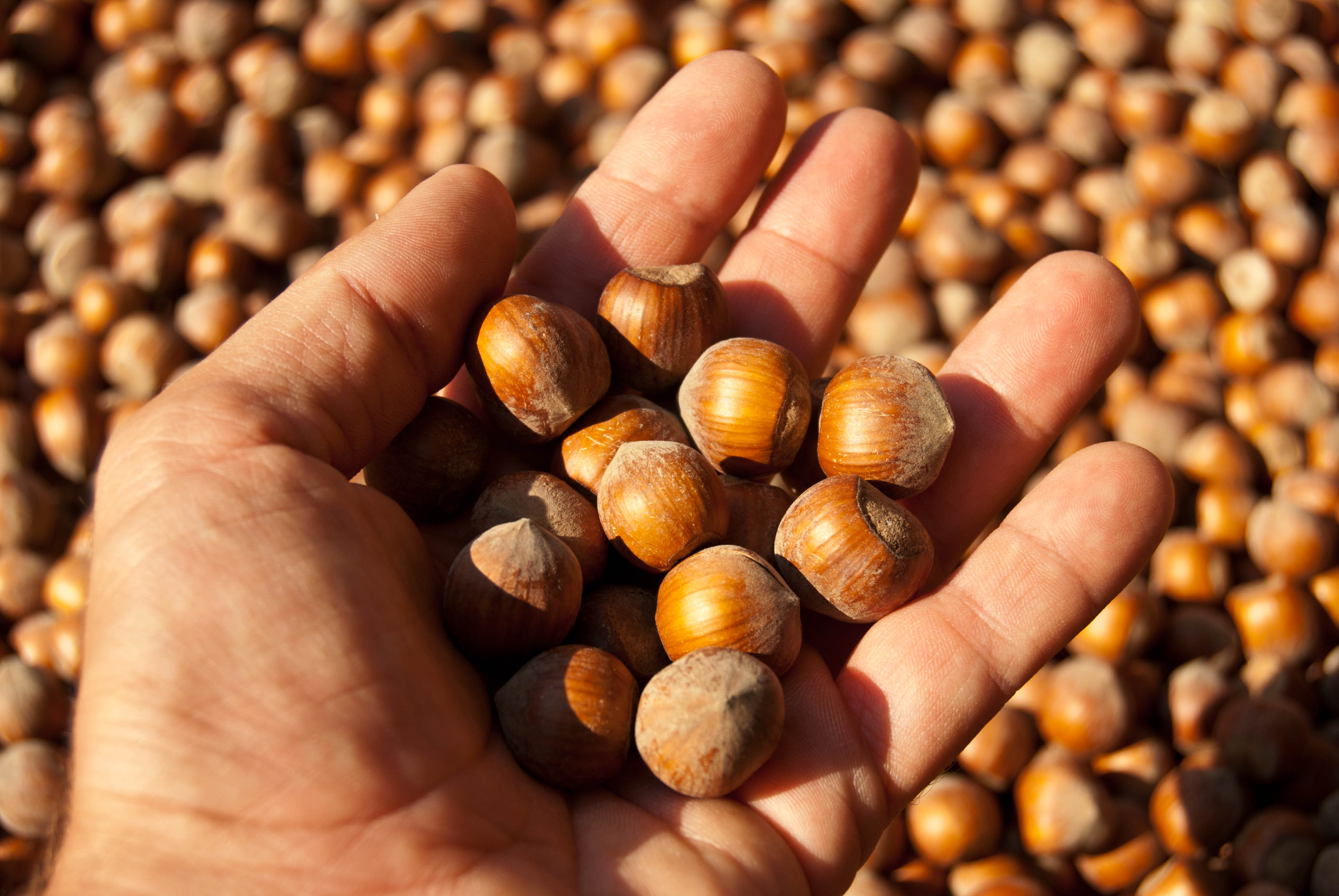 Nocciola Tonda Gentile Piemontese