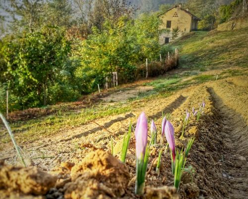 zafferano biologico piemonte